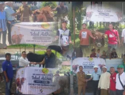 PT SAML Salurkan 6 Sapi Kurban untuk Masyarakat Bangka di Momentum Idul Adha 1447 H